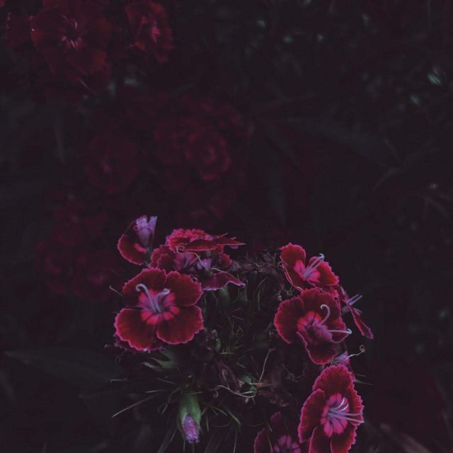 Прирожа Сухума: красные цветы