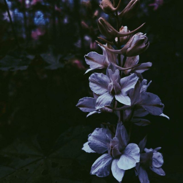 Природа Сухума: белые цветы